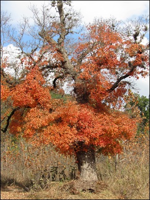 IMG_1630 IMG_1630