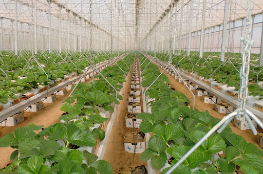 a way to build a dwc hydroponic machine