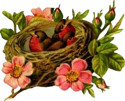 [bird-nest[2].jpg]