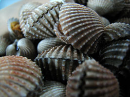kerang