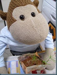 Monkey with seedlings