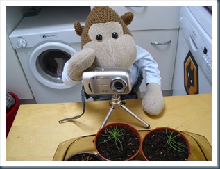 Taking pictures of seedlings Taking pictures of seedlings
