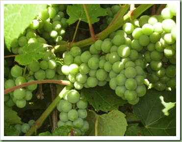 grapes