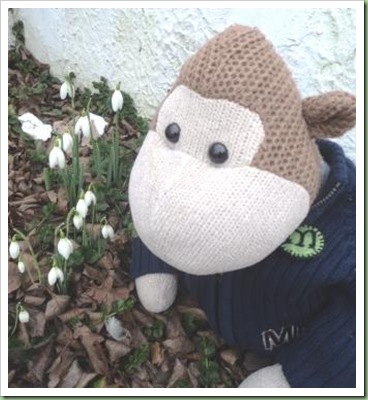 white feather found in th snowdrops