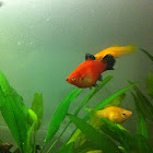 Common Platy