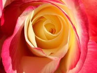 rosas (13) rosas (13)