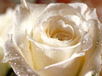 rosas (11) rosas (11)