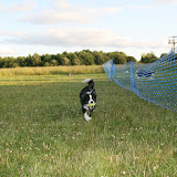 Flyball dogs