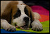 KolkataDogShow_2009_003.jpg