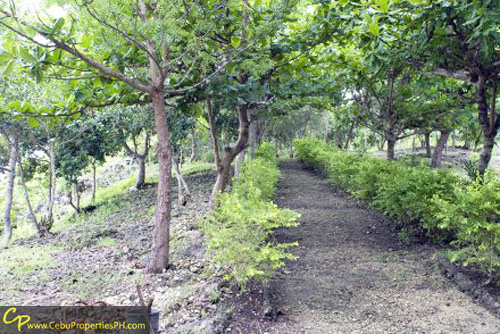 1.7 Beach Property in Dauis Panglao Bohol FOR SALE!