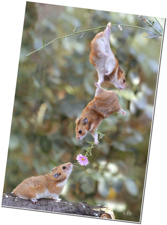 Friendship-and-love