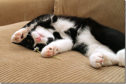 Sleeping Cat