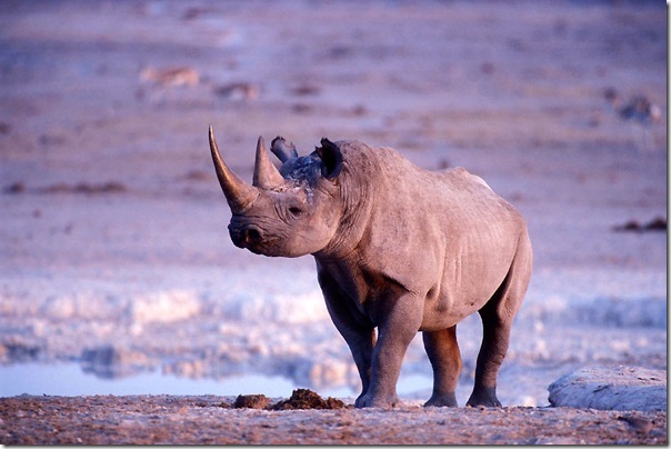 etosha national_park etosha national_park