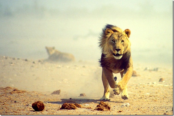 Etosha National Park Lion etosha_national_park_lion