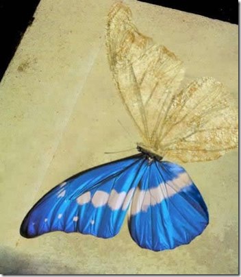Butter Fly Side Butter Fly Side