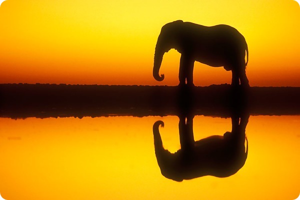 etosha_national_park_namibia_Elephant etosha_national_park_namibia_Elephant