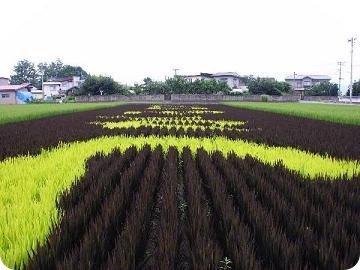 RiceField Art RiceField Art