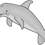 animais aquáticos animais aquáticos