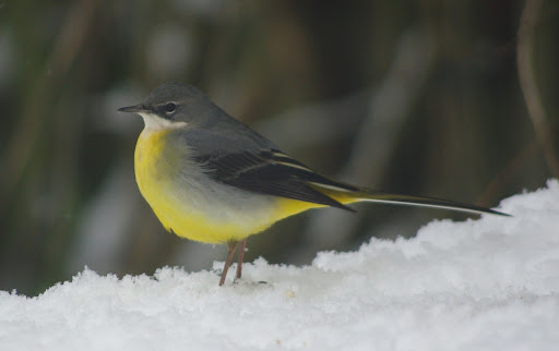 Imgp2993_2