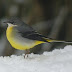 Imgp2993_2