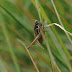 Roessel%27s%20bush%20cricket