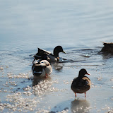 DSC_4047.JPG