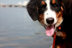The Baby Pup