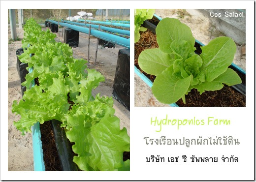 hydroponics