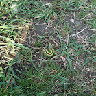 lizard