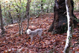 Autumn woods 061 Autumn woods 061