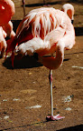  flamingo