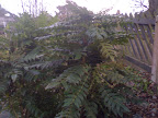 05032008836.jpg