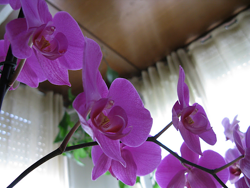 Orquídea (4)