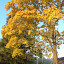 Rudens rytas