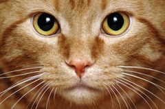 [catbrainaste3.jpg]