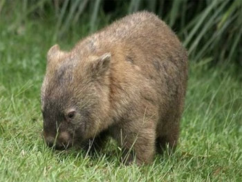 wombat%2B-%2Bnaica.jpg