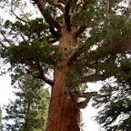 Yosemite - Mariposa Grove Tree 02.jpg