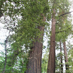 Avenue of the Giants 04.jpg