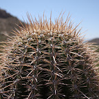 IMG_7129.JPG