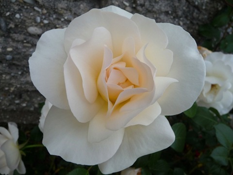 [bom dia 16[12].jpg]