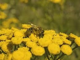 [abelhas[3].jpg]