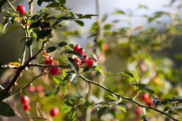 [strawberry 002 (800x533)[2].jpg]