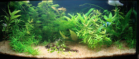 Acuario plantado.