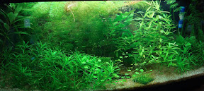 Acuario plantado 14 Octubre
