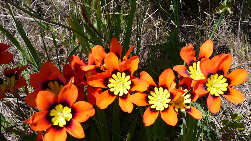 wild flowers wild flowers