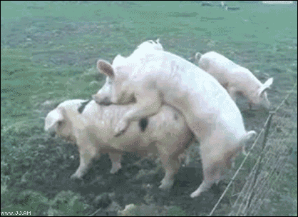 [gifs_04[2].gif]