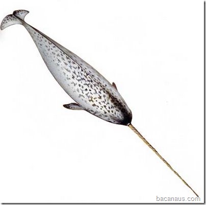 narval