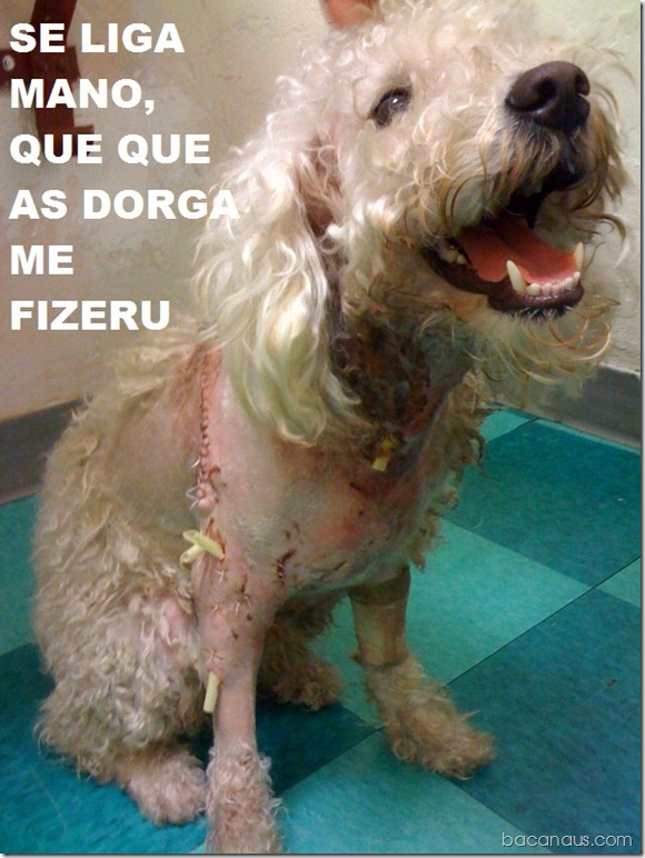 bacanaus-imagem-do-dia (10)