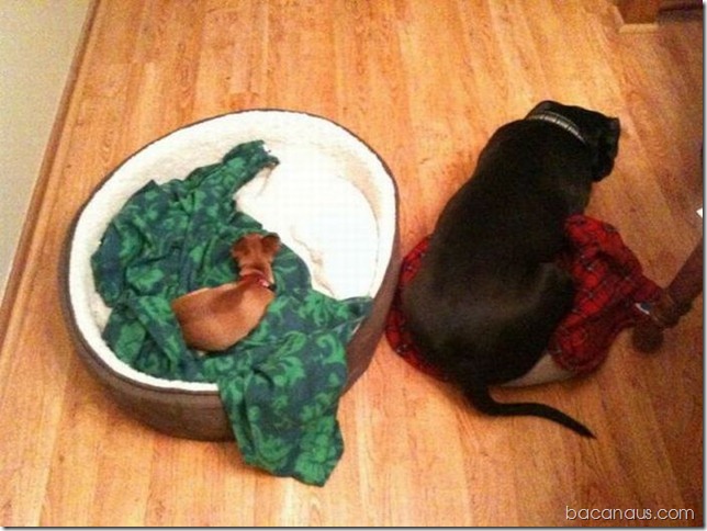 bacanaus-imagem-do-dia (20)