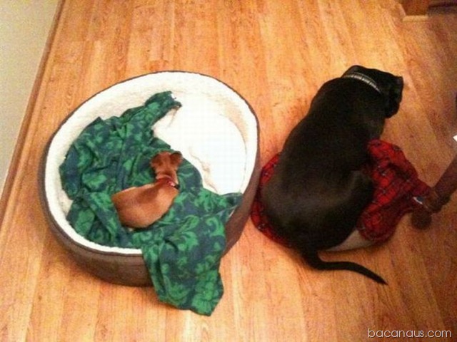 [bacanaus-imagem-do-dia (20)[2].jpg]